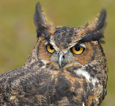 Great Horned Owl_4022.jpg