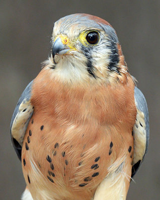 Kestral_4130.jpg