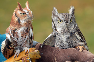 Screech Owls_4170.jpg