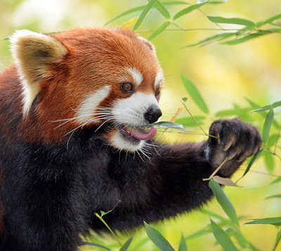 Red Panda_4926.jpg