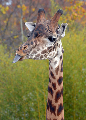Giraffe_4837.jpg