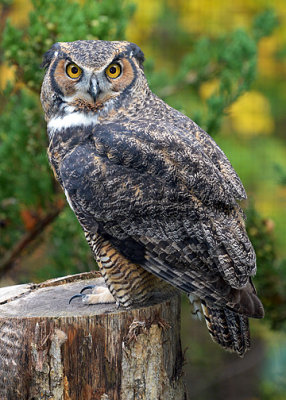 Great Horned Owl_5000 .jpg