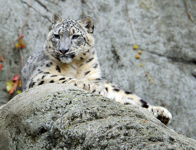 Snow Leopard_4849.jpg