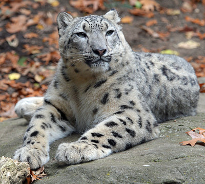 Snow Leopard_5059.jpg