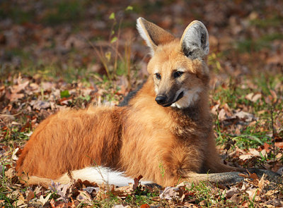 Beardsley Park Zoo Nov 2014