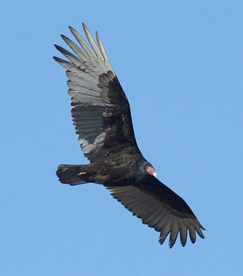Turkey Vulture_7438.jpg