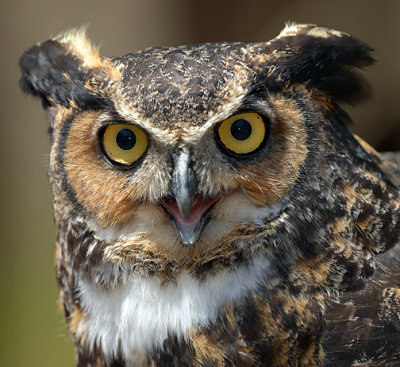 Great Horned Owl_9098.jpg