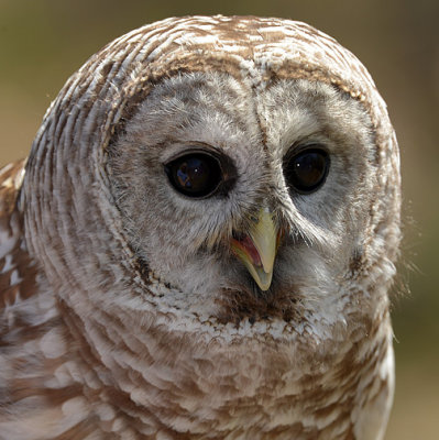 Barred Owl_9125.jpg