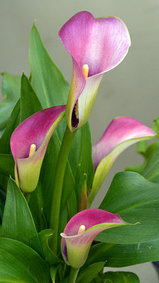 Lilies_9587.jpg