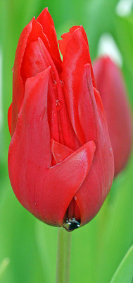 Tulip_9566.jpg
