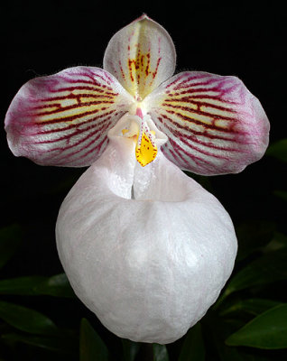 Orchid_9471.jpg