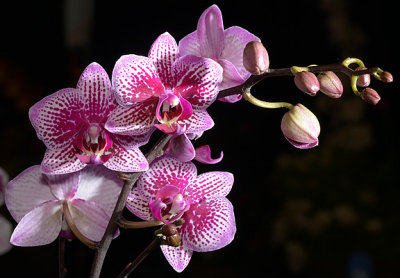 Orchids_9505.jpg