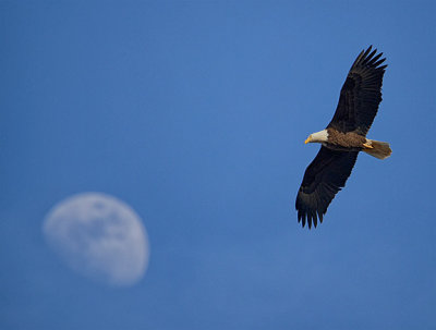 Eagle and Moon_1299.jpg
