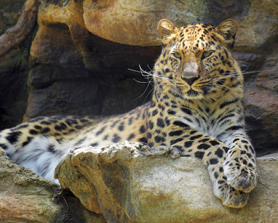 Amur Leopard_1092.jpg