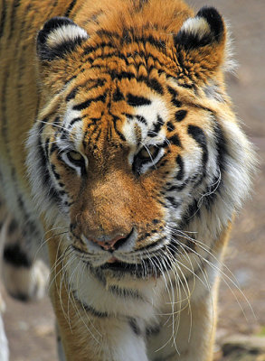 Amur Tiger_1062.jpg