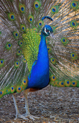 Peacock_0929.jpg