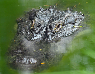 Alligator_8377.jpg