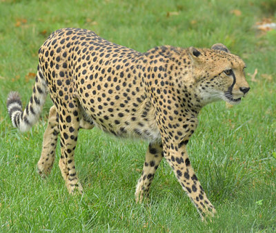 Cheetah_8394.jpg