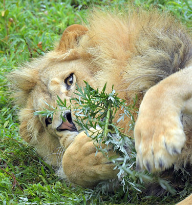 Lion with some Weed_8192.jpg