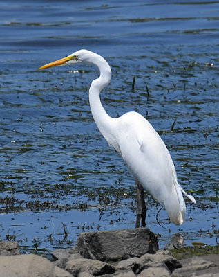 Egret_7676.jpg