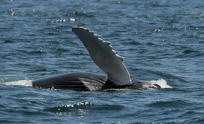 Pec Wave_9428.jpg