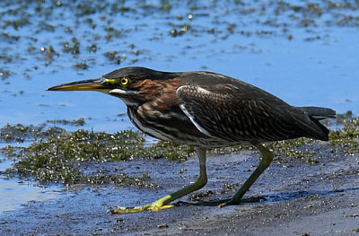 Green Heron_1582.jpg