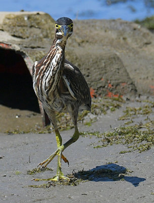 Green Heron_1601.jpg