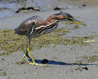 Green Heron_1604.jpg
