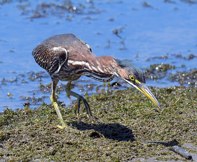 Green Heron_1618.jpg