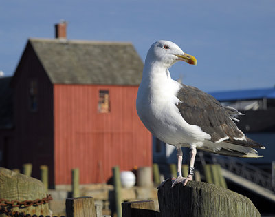 Rockport Resident_5997.jpg