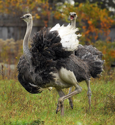 Ostrich Fight_1118.jpg