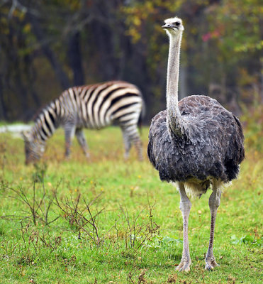 Ostrich with Zebra_1129.jpg