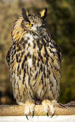 Eagle Owl_8523.jpg