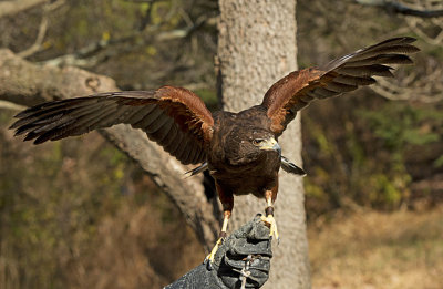 Harris Hawk_8827.jpg