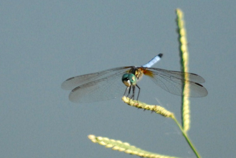 814cooks 027bluedasherweb.jpg