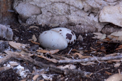 316cooks 020vultureeggweb.jpg