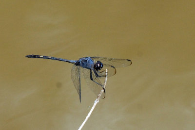 611iphone 063blacksetwingweb.jpg