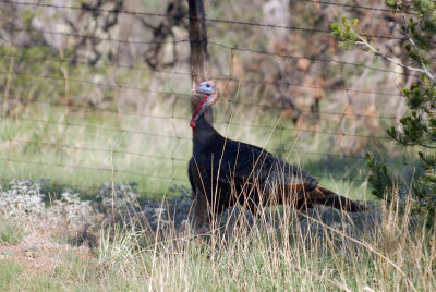 627davisBBS 045wildturkeybbsweb.jpg