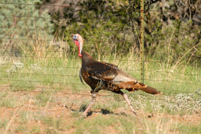 627davisBBS 048wildturkeybbsweb.jpg