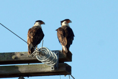 628kingsville 008crestedcaracaraweb.jpg