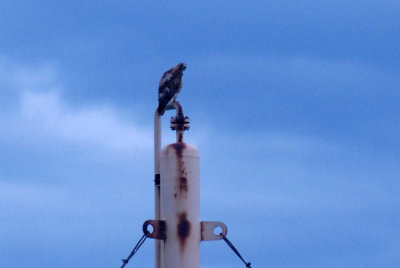 62bbsthreerivers 058redtailthreeriversBBSweb.jpg