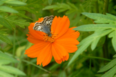 71yard 001commoncrescentweb.jpg