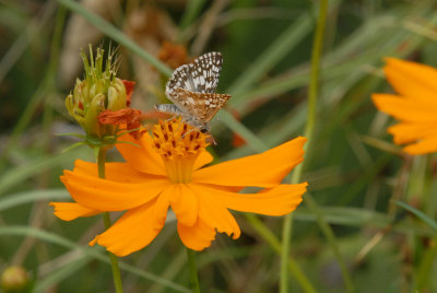 71yard 011borderedpatchweb.jpg