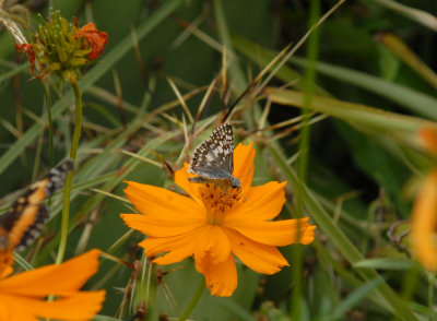 71yard 013commoncrescentweb.jpg