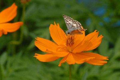 71yard 015commoncrescentweb.jpg