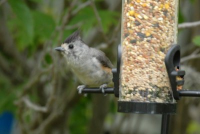 73reaganwells 009titmouseweb.jpg