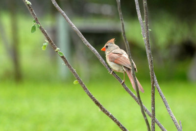 73reaganwells 021cardinalweb.jpg