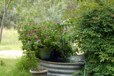 73reaganwells 027waterdripweb.jpg