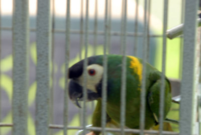 73reaganwells 038parrotweb.jpg