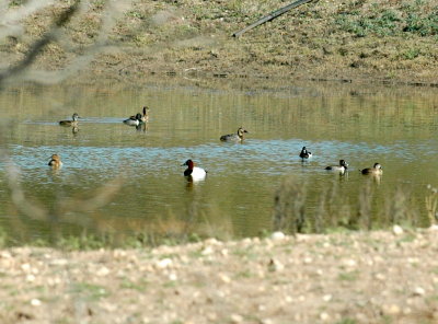1227uvalde 001canvasback Ringnecked and others.jpg
